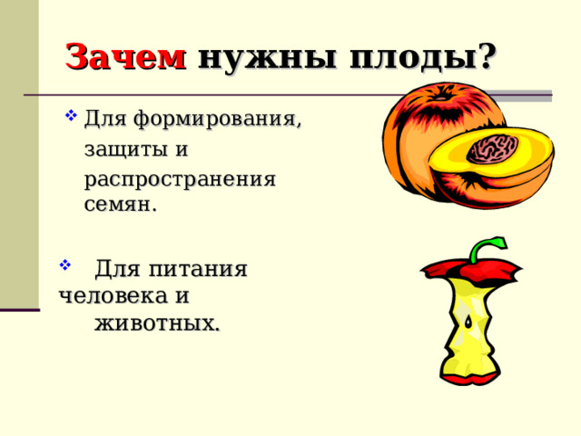 Зачем нужны плоды?  Для формирования,  защиты и  распространения семян.  Для питания человека и  животных. 