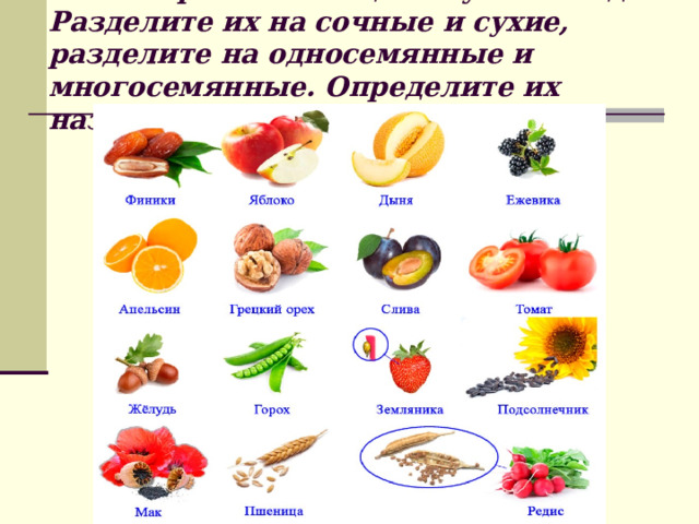 Рассмотрите имеющиеся у вас плоды. Разделите их на сочные и сухие, разделите на односемянные и многосемянные. Определите их названия. 