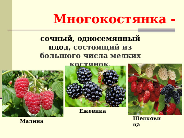 Многокостянка - сочный, односемянный плод, состоящий из большого числа мелких костянок. Ежевика Шелковица Малина 