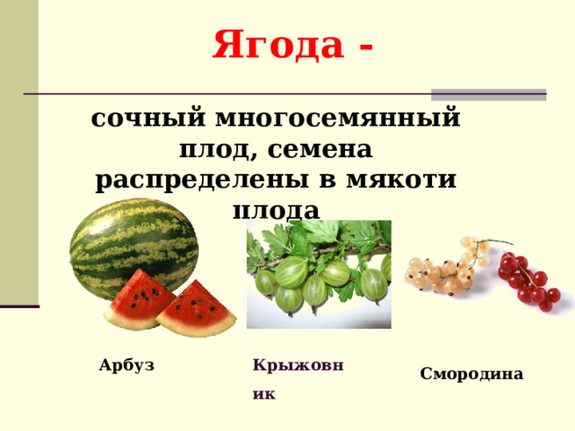 Ягода - сочный многосемянный плод, семена распределены в мякоти плода Арбуз Крыжовник  Смородина 5 