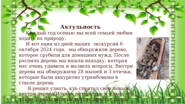 Экологический проект: «Удивительная находка» Актульность Каждый год осенью мы всей семьей любим ходить на природу. И вот один из дней наших экскурсий 6 октября 2024 года, мы обнаружили дерево, которое срубили для домашних нужд. После распила дерева мы нашли находку, которая нас очень удивила и вызвала вопросы. Внутри дерева мы обнаружили 28 мышей и 3 птички, которые были аккуратно утрамбованы в стволе дерева.  Я решил узнать кто спрятал свои запасы внутри дерева. Изучив литературу я узнал, что такие схроны запасов могут сделать ласка, горностай или воробьиный сыч. 