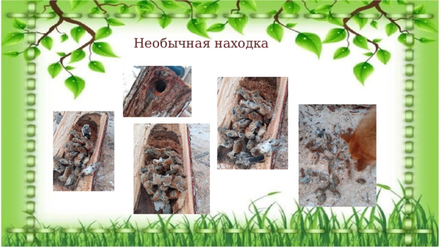 Необычная находка Экологический проект: «Удивительная находка» 