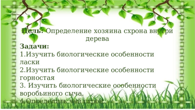 Экологический проект: «Удивительная находка» Цель: Определение хозяина схрона внутри дерева Задачи: 1.Изучить биологические особенности ласки 2.Изучить биологические особенности горностая 3. Изучить биологические особенности воробьиного сыча. 4.Определить чей схрон. 