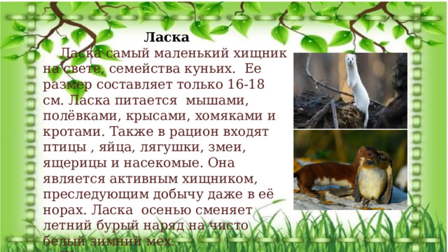 Ласка Ласка самый маленький хищник на свете, семейства куньих. Ее размер составляет только 16-18 см. Ласка питается мышами, полёвками, крысами, хомяками и кротами. Также в рацион входят птицы , яйца, лягушки, змеи, ящерицы и насекомые. Она является активным хищником, преследующим добычу даже в её норах. Ласка осенью сменяет летний бурый наряд на чисто белый зимний мех. Живет зверек в норах, но сам их не роет, использует жилища своих жертв. Экологический проект: «Удивительная находка» 