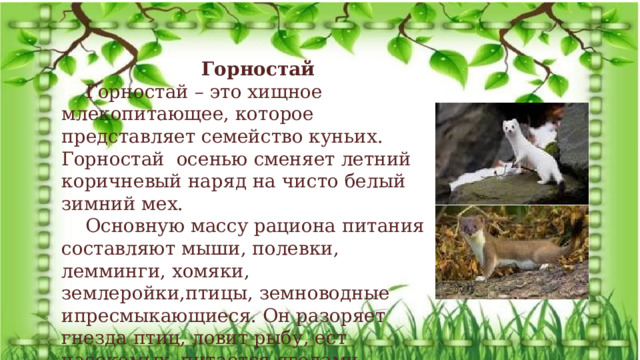 Горностай Горностай – это хищное млекопитающее, которое представляет семейство куньих. Горностай осенью сменяет летний коричневый наряд на чисто белый зимний мех. Основную массу рациона питания составляют мыши, полевки, лемминги, хомяки, землеройки,птицы, земноводные ипресмыкающиеся. Он разоряет гнезда птиц, ловит рыбу, ест насекомых, питается ягодами.  Экологический проект: «Удивительная находка» 