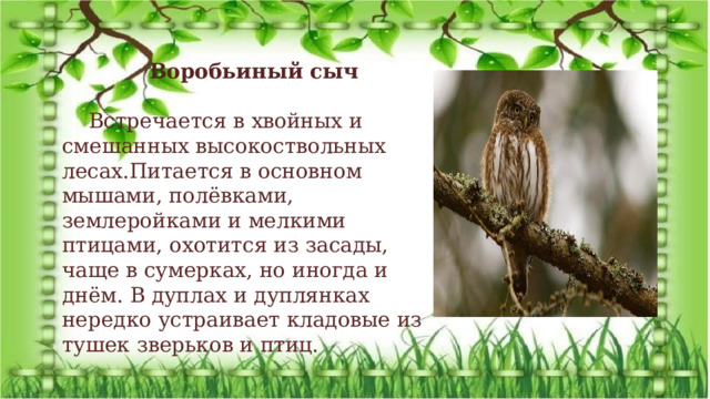 Воробьиный сыч Встречается в хвойных и смешанных высокоствольных лесах.Питается в основном мышами, полёвками, землеройками и мелкими птицами, охотится из засады, чаще в сумерках, но иногда и днём. В дуплах и дуплянках нередко устраивает кладовые из тушек зверьков и птиц. Экологический проект: «Удивительная находка» 