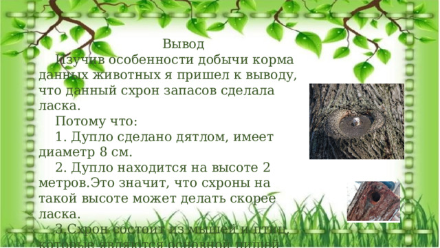 Вывод Изучив особенности добычи корма данных животных я пришел к выводу, что данный схрон запасов сделала ласка. Потому что: 1. Дупло сделано дятлом, имеет диаметр 8 см. 2. Дупло находится на высоте 2 метров.Это значит, что схроны на такой высоте может делать скорее ласка. 3.Схрон состоит из мышей и птиц, которые являются основной пищей ласки. Проводя наблюдения в лесу, можно узнать много интересного о его обитателях. Экологический проект: «Удивительная находка» 