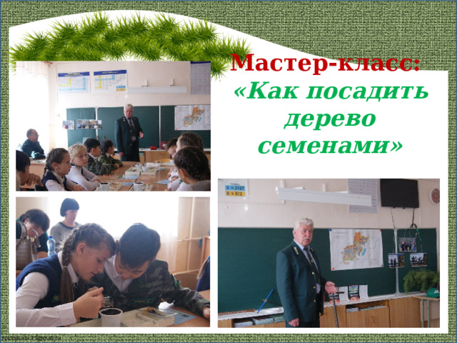Мастер-класс:  «Как посадить дерево семенами» 