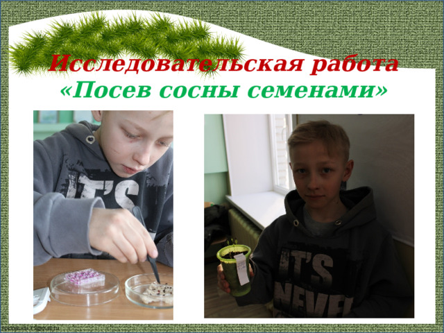Исследовательская работа «Посев сосны семенами» 