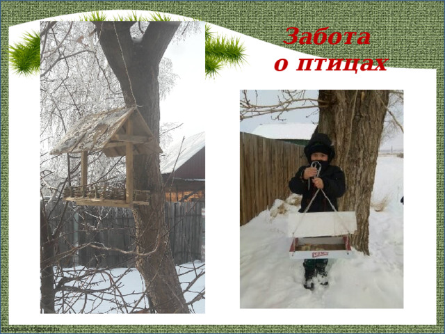 Забота  о птицах   