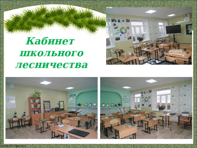 Кабинет  школьного лесничества 