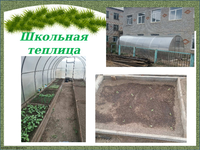 Школьная теплица 