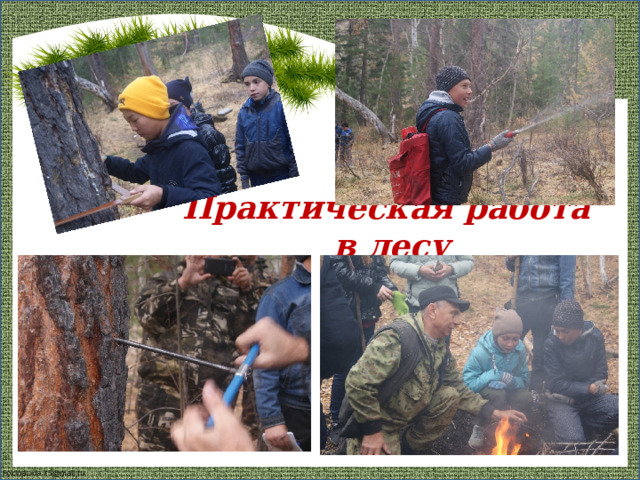 Практическая работа в лесу 