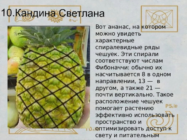 Вот  ананас,  на  котором  можно увидеть  характерные спиралевидные  ряды  чешуек. Эти  спирали соответствуют числам  Фибоначчи:  обычно  их насчитывается 8 в одном направлении,  13  —  в  другом,  а также  21  —  почти  вертикально. Такое  расположение  чешуек помогает  растению  эффективно  использовать пространство  и  оптимизировать доступ  к  свету  и  питательным веществам. 