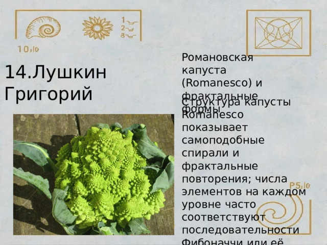 Романовская  капуста (Romanesco)  и фрактальные  формы 14.Лушкин  Григорий Структура  капусты Romanesco  показывает самоподобные  спирали  и фрактальные  повторения; числа  элементов  на каждом  уровне  часто соответствуют последовательности Фибоначчи  или  её близким  значениям. 