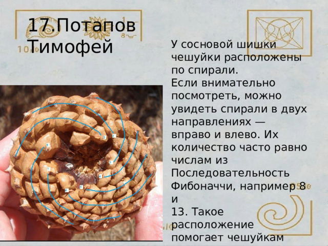 17.Потапов  Тимофей У  сосновой  шишки  чешуйки расположены  по  спирали. Если  внимательно посмотреть,  можно  увидеть спирали  в двух направлениях  —  вправо  и влево.  Их  количество  часто равно  числам  из Последовательность Фибоначчи,  например  8  и 13.  Такое  расположение помогает  чешуйкам  расти равномерно  и  занимать пространство  наиболее эффективно. 