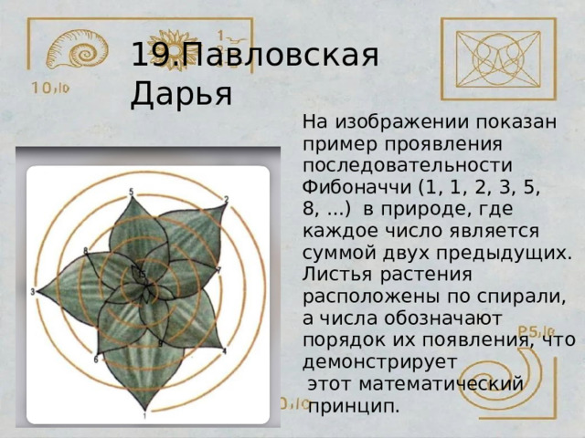 19.Павловская  Дарья На  изображении  показан пример  проявления последовательности Фибоначчи  (1, 1,  2, 3, 5,  8,  ...)  в  природе,  где  каждое  число является  суммой  двух предыдущих.  Листья  растения расположены  по  спирали,  а числа  обозначают  порядок  их появления,  что  демонстрирует этот  математический  принцип. 