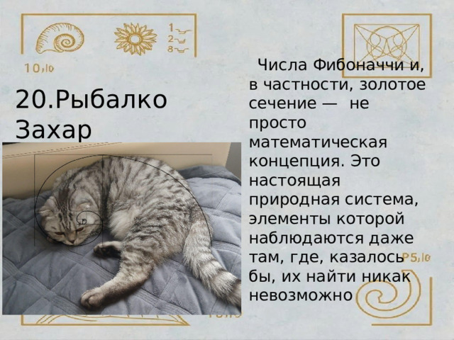 Числа  Фибоначчи  и, в частности,  золотое сечение  —  не  просто математическая концепция.  Это настоящая  природная система,  элементы которой  наблюдаются даже  там,  где,  казалось бы, их найти  никак невозможно 20.Рыбалко  Захар 