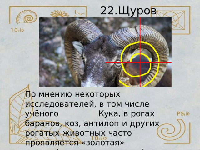 22.Щуров  Артём По  мнению  некоторых  исследователей,  в том  числе  учёного  Кука,  в  рогах  баранов, коз,  антилоп  и  других  рогатых  животных часто  проявляется  «золотая» логарифмическая  спираль  («кривая гармонического  возрастания») 