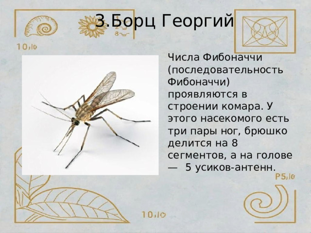 3.Борц  Георгий Числа  Фибоначчи (последовательность Фибоначчи)  проявляются  в строении  комара.  У  этого насекомого  есть  три пары ног,  брюшко  делится  на  8 сегментов,  а  на  голове  —  5 усиков- антенн . 
