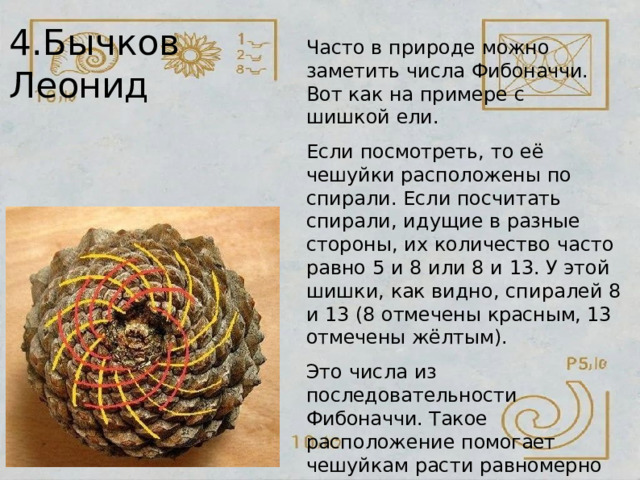 4.Бычков  Леонид Часто  в  природе  можно  заметить числа  Фибоначчи.  Вот  как  на примере  с  шишкой  ели. Если  посмотреть,  то  её  чешуйки расположены  по  спирали.  Если посчитать  спирали,  идущие  в разные  стороны,  их  количество часто равно  5 и  8  или  8  и  13.  У этой  шишки,  как  видно,  спиралей  8 и  13  (8  отмечены  красным, 13 отмечены  жёлтым). Это  числа  из  последовательности Фибоначчи.  Такое  расположение помогает  чешуйкам  расти равномерно  и  не  мешать  друг другу . 