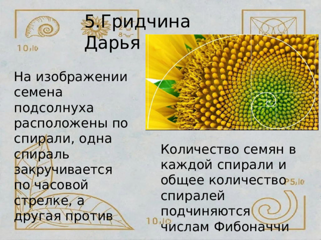 5.Гридчина  Дарья На  изображении семена  подсолнуха расположены  по спирали,  одна спираль закручивается  по часовой  стрелке,  а другая  против Количество  семян  в каждой  спирали  и общее  количество спиралей  подчиняются числам  Фибоначчи 