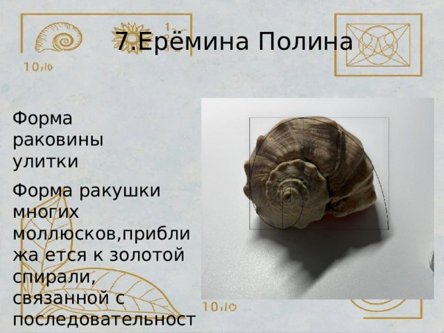 7.Ерёмина  Полина Форма  раковины улитки Форма  ракушки многих моллюсков,приближа ется  к  золотой спирали,  связанной  с последовательностью Фибоначчи. 