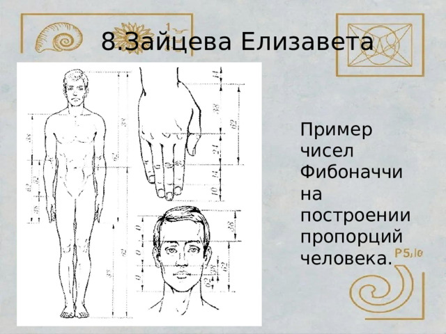 8.Зайцева  Елизавета Пример  чисел Фибоначчи  на построении пропорций человека. 