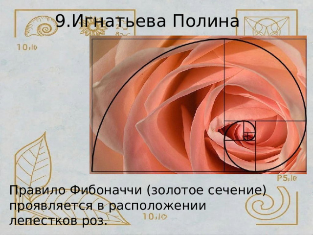 9.Игнатьева  Полина Правило  Фибоначчи  (золотое  сечение) проявляется  в  расположении  лепестков  роз. 