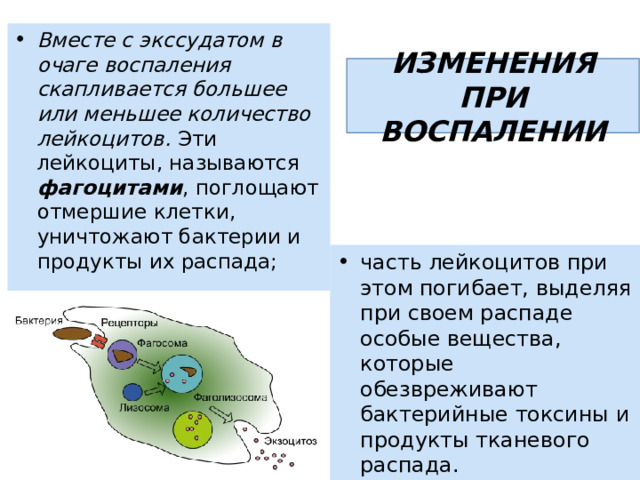 Вместе с экссудатом в очаге воспаления скапливается большее или меньшее количество лейкоцитов. Эти лейкоциты, называются фагоцитами , поглощают отмершие клетки, уничтожают бактерии и продукты их распада; ИЗМЕНЕНИЯ ПРИ ВОСПАЛЕНИИ часть лейкоцитов при этом погибает, выделяя при своем распаде особые вещества, которые обезвреживают бактерийные токсины и продукты тканевого распада. 