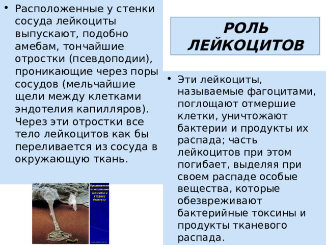 Расположенные у стенки сосуда лейкоциты выпускают, подобно амебам, тончайшие отростки (псевдоподии), проникающие через поры сосудов (мельчайшие щели между клетками эндотелия капилляров). Через эти отростки все тело лейкоцитов как бы переливается из сосуда в окружающую ткань. РОЛЬ ЛЕЙКОЦИТОВ Эти лейкоциты, называемые фагоцитами, поглощают отмершие клетки, уничтожают бактерии и продукты их распада; часть лейкоцитов при этом погибает, выделяя при своем распаде особые вещества, которые обезвреживают бактерийные токсины и продукты тканевого распада. 