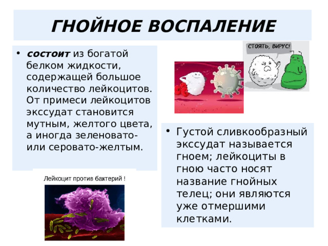  ГНОЙНОЕ ВОСПАЛЕНИЕ   состоит из богатой белком жидкости, содержащей большое количество лейкоцитов. От примеси лейкоцитов экссудат становится мутным, желтого цвета, а иногда зеленовато- или серовато-желтым. Густой сливкообразный экссудат называется гноем; лейкоциты в гною часто носят название гнойных телец; они являются уже отмершими клетками. 