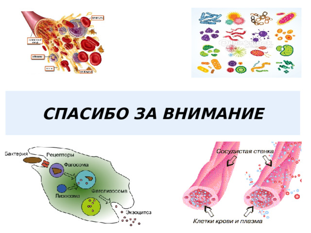 СПАСИБО ЗА ВНИМАНИЕ 