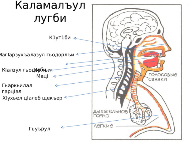Каламалъул лугби К1ут1би Маг I арзукъалазул гьодорлъи  Цаби К I алзул гьодорлъи Мац I Гьаркьилал гарц I ал Х I ухьел ц I алеб щекъер Гьуърул 