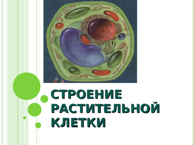  СТРОЕНИЕ РАСТИТЕЛЬНОЙ КЛЕТКИ 