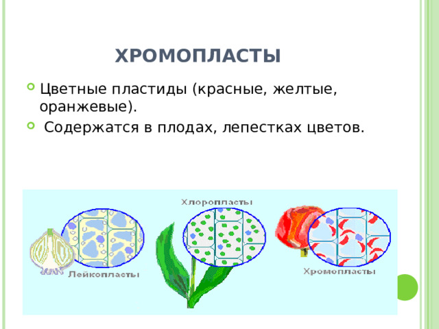 ХРОМОПЛАСТЫ Цветные пластиды (красные, желтые, оранжевые).  Содержатся в плодах, лепестках цветов. 