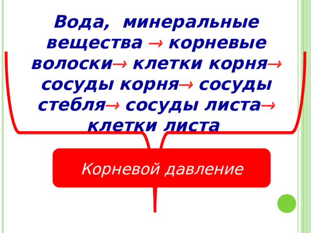 Вода, минеральные вещества   корневые волоски  клетки корня  сосуды корня  сосуды стебля   сосуды листа   клетки листа  Корневой давление 