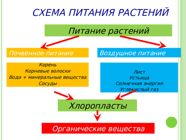 СХЕМА ПИТАНИЯ РАСТЕНИЙ Питание растений Почвенное питание Воздушное питание Корень Корневые волоски Вода + минеральные вещества Сосуды Лист Устьица Солнечная энергия Углекислый газ Хлоропласты Органические вещества 