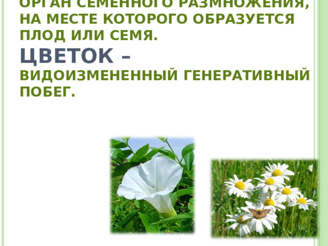     ЦВЕТОК –  ОРГАН СЕМЕННОГО РАЗМНОЖЕНИЯ, НА МЕСТЕ КОТОРОГО ОБРАЗУЕТСЯ ПЛОД ИЛИ СЕМЯ.  ЦВЕТОК –  ВИДОИЗМЕНЕННЫЙ ГЕНЕРАТИВНЫЙ ПОБЕГ.  