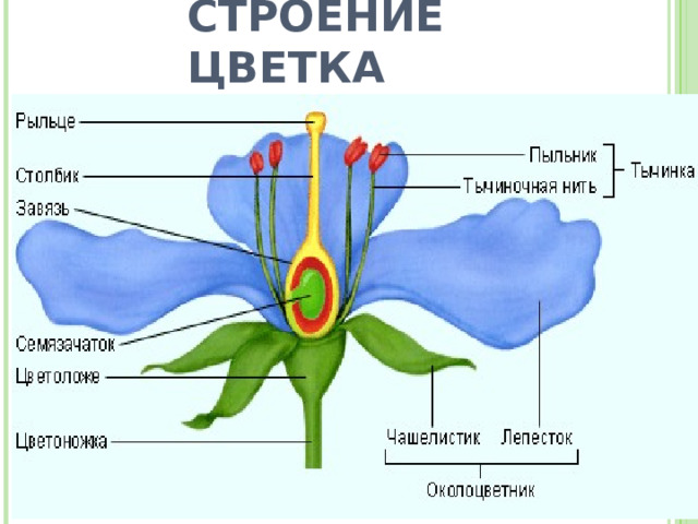      СТРОЕНИЕ ЦВЕТКА 