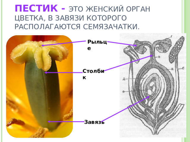 ПЕСТИК - ЭТО ЖЕНСКИЙ ОРГАН ЦВЕТКА, В ЗАВЯЗИ КОТОРОГО РАСПОЛАГАЮТСЯ СЕМЯЗАЧАТКИ. Рыльце Столбик Завязь  