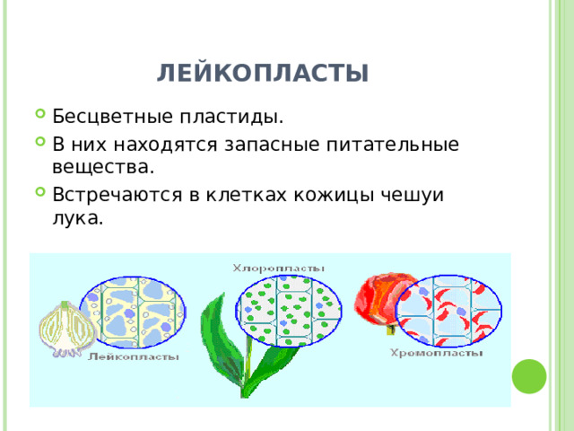 ЛЕЙКОПЛАСТЫ Бесцветные пластиды. В них находятся запасные питательные вещества. Встречаются в клетках кожицы чешуи лука. 