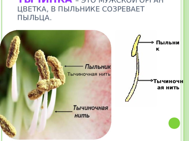 ТЫЧИНКА  – ЭТО МУЖСКОЙ ОРГАН ЦВЕТКА, В ПЫЛЬНИКЕ СОЗРЕВАЕТ ПЫЛЬЦА. Пыльник Тычиночная нить Тычиночная нить 