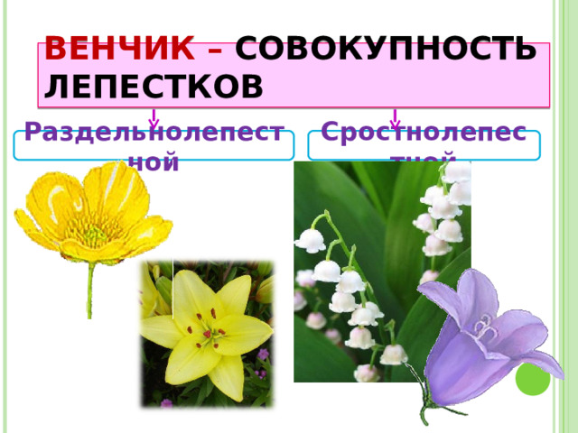 ВЕНЧИК – СОВОКУПНОСТЬ ЛЕПЕСТКОВ Сростнолепестной Раздельнолепестной 