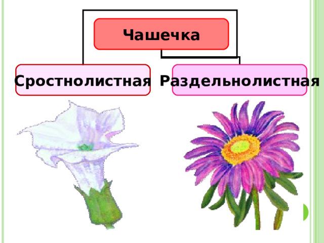 Чашечка Сростнолистная Раздельнолистная 