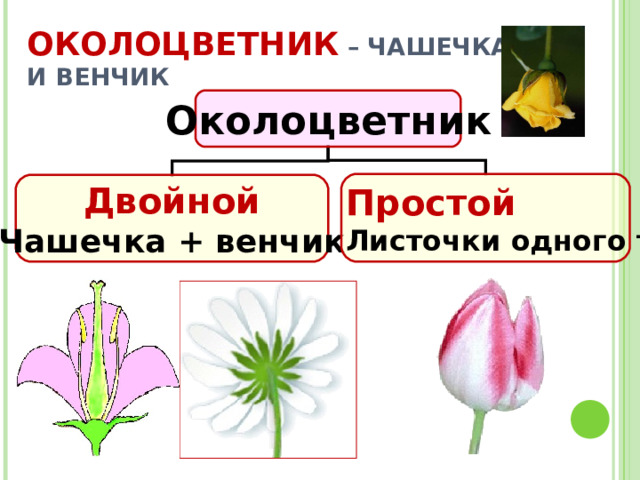 ОКОЛОЦВЕТНИК – ЧАШЕЧКА И ВЕНЧИК Околоцветник Простой Листочки одного типа Двойной Чашечка + венчик 