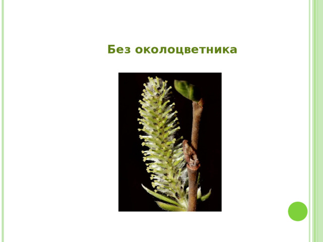 Без околоцветника 