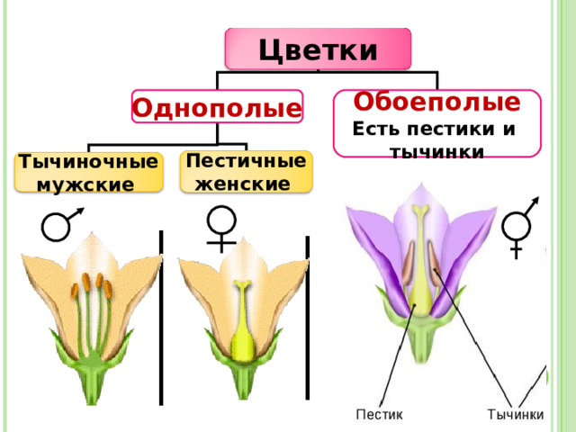 Цветки Обоеполые Однополые Есть пестики и тычинки Пестичные  женские Тычиночные  мужские 