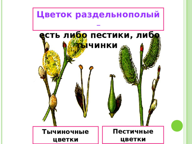 Цветок раздельнополый –  есть либо пестики, либо тычинки Пестичные цветки Тычиночные цветки 