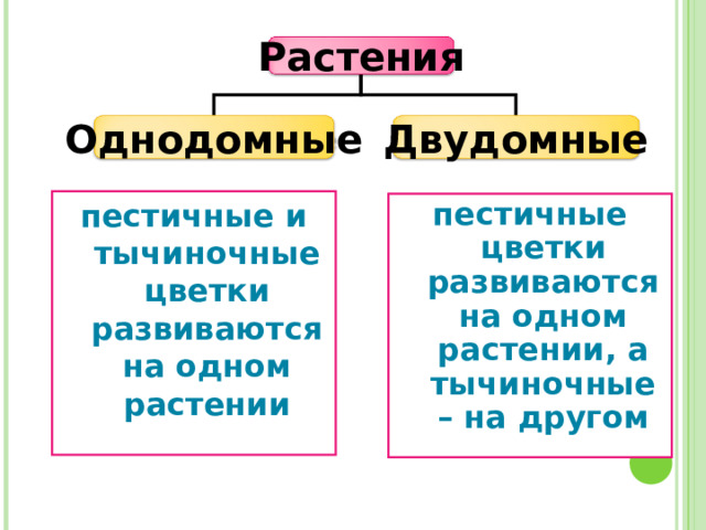 Растения Однодомные Двудомные пестичные и тычиночные цветки развиваются на одном растении пестичные цветки развиваются на одном растении, а тычиночные – на другом 